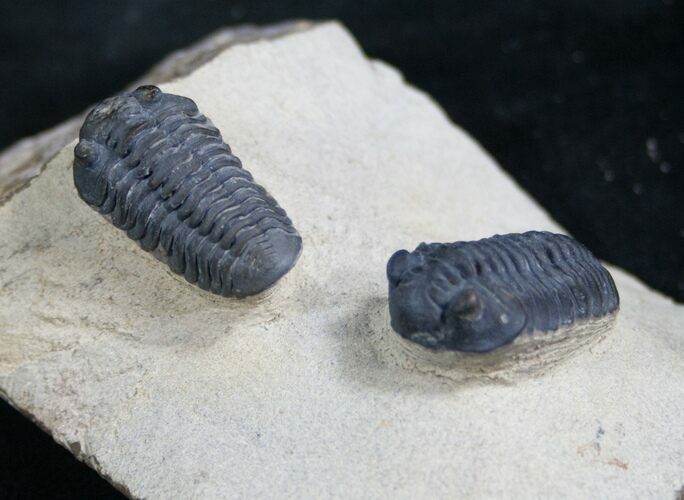 Double Acastoides Zguilmensis Trilobite #7999